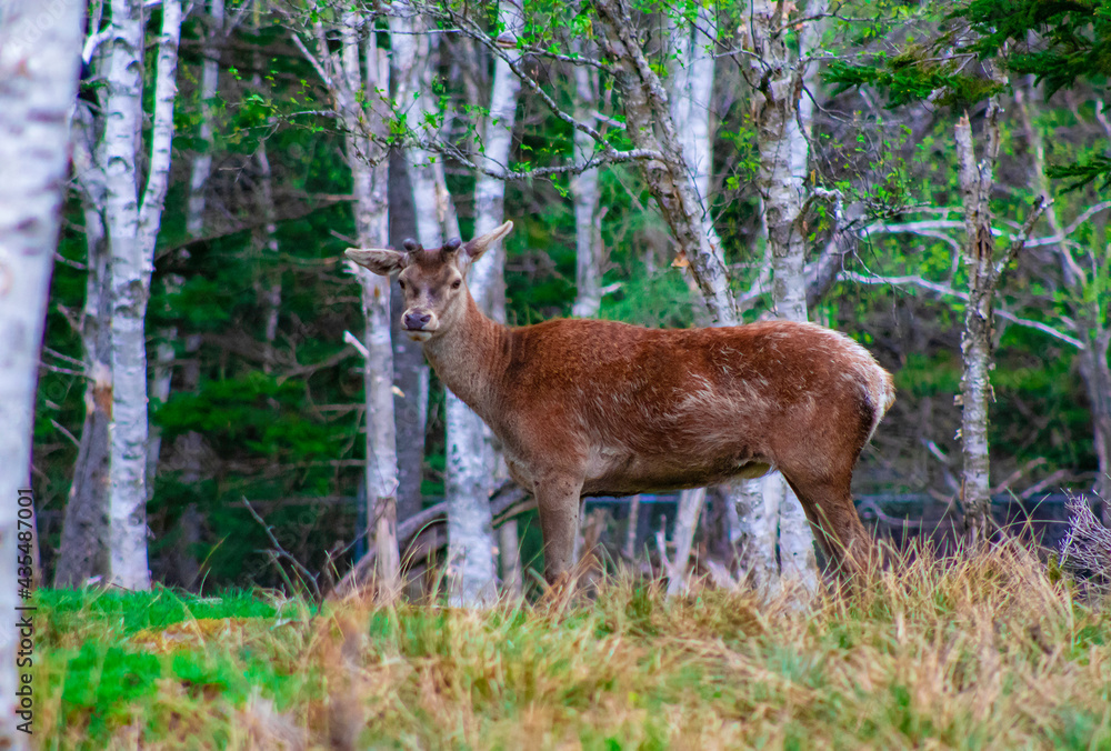 Obraz premium Deer
