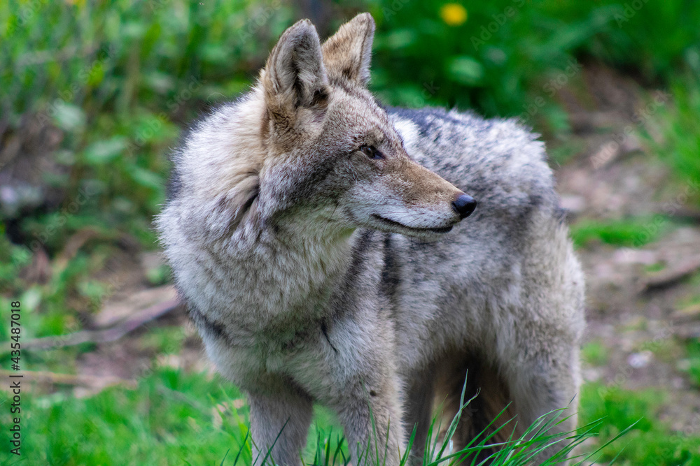 Fototapeta premium Coyote