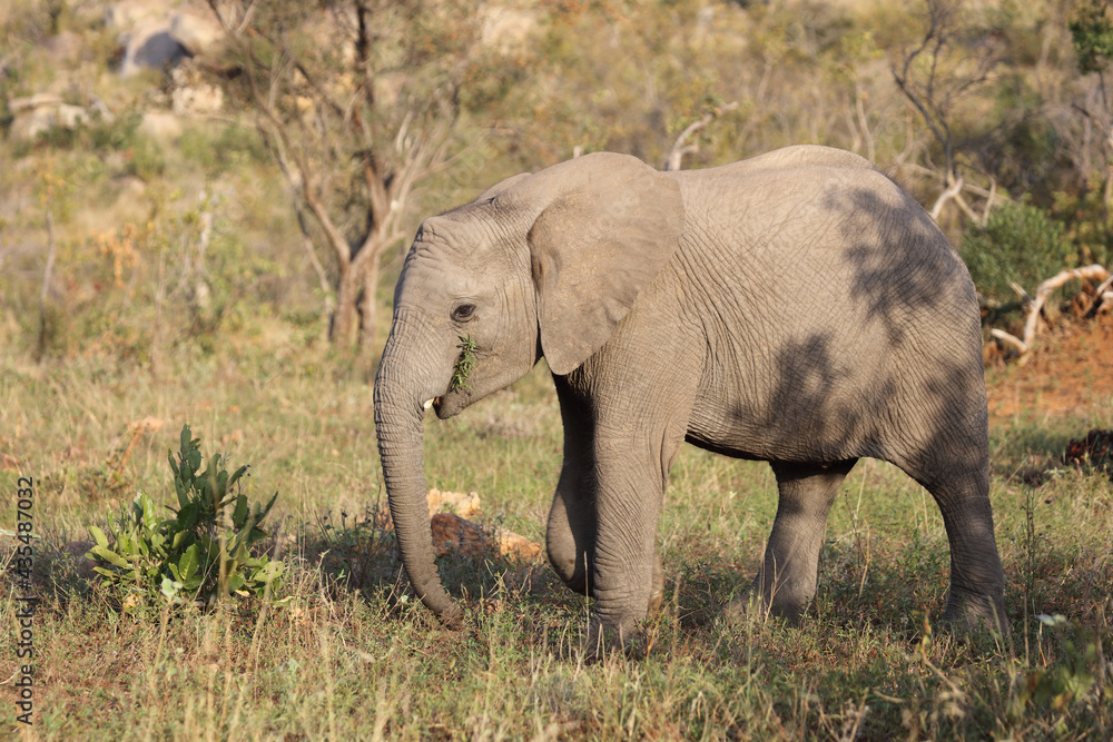 Fototapeta premium Afrikanischer Elefant / African elephant / Loxodonta africana.