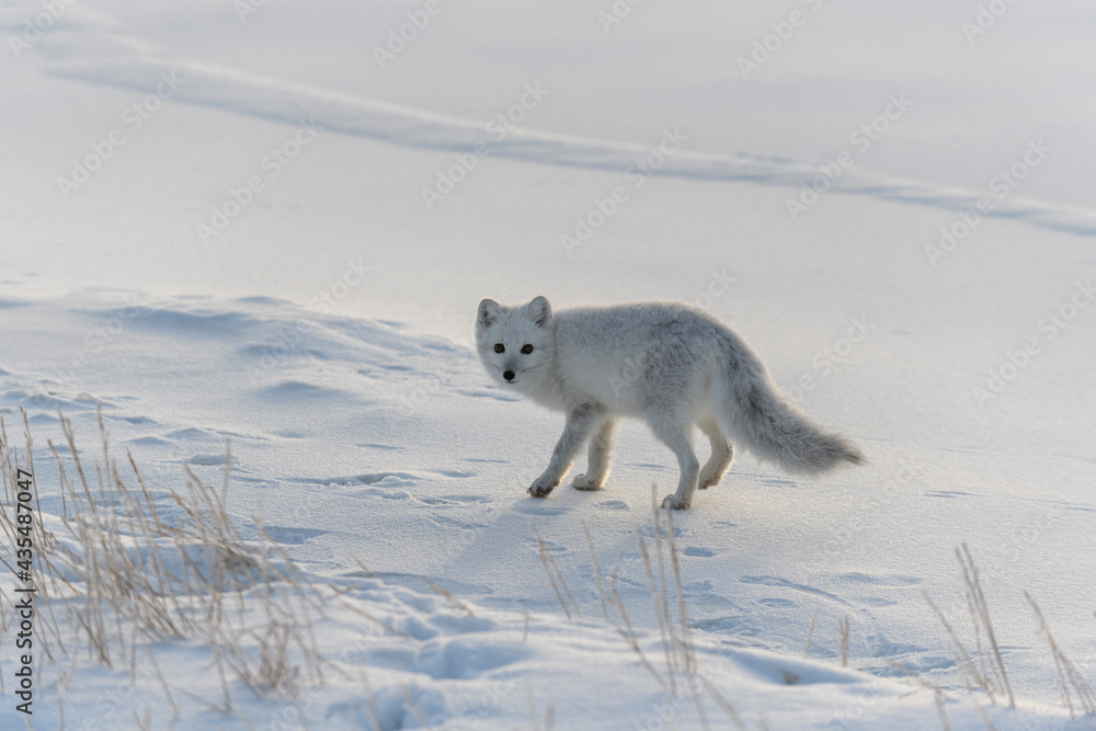 Arctic fox in winter time in Siberian tundra Arctic fox in winter time in Siberian tundra