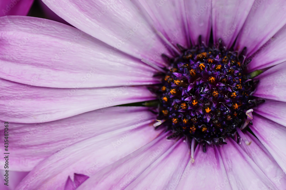 Fototapeta premium Blume