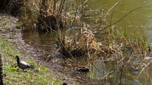 Coot bird collects branches to build a nest on the lake