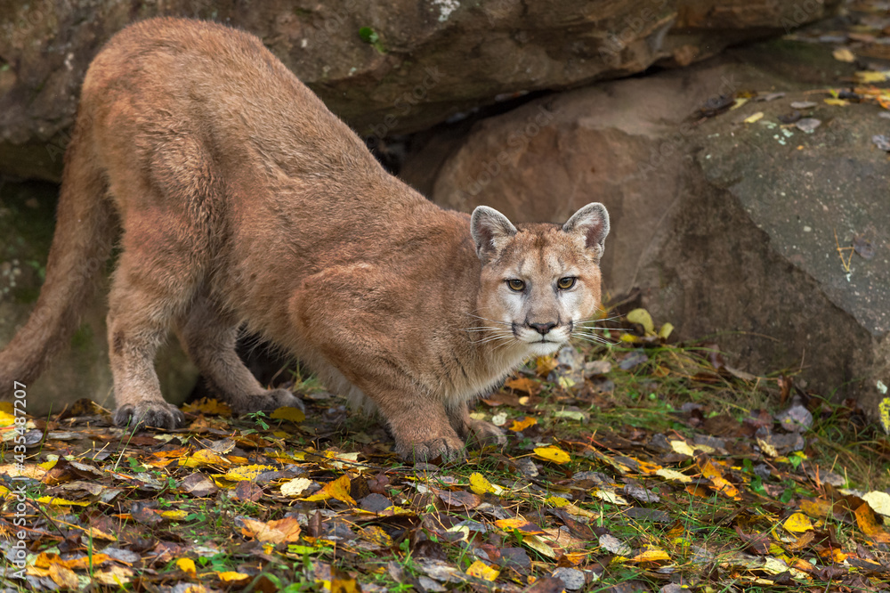 Cougar (Puma concolor) Crouches Near Rock Densite Autumn Cougar (Puma concolor) Crouches Near Rock Densite Autumn