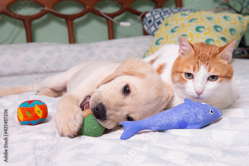 Precioso cachorro de Labrador Retriever jugando con su amigo el gato con el que comparte juguetes