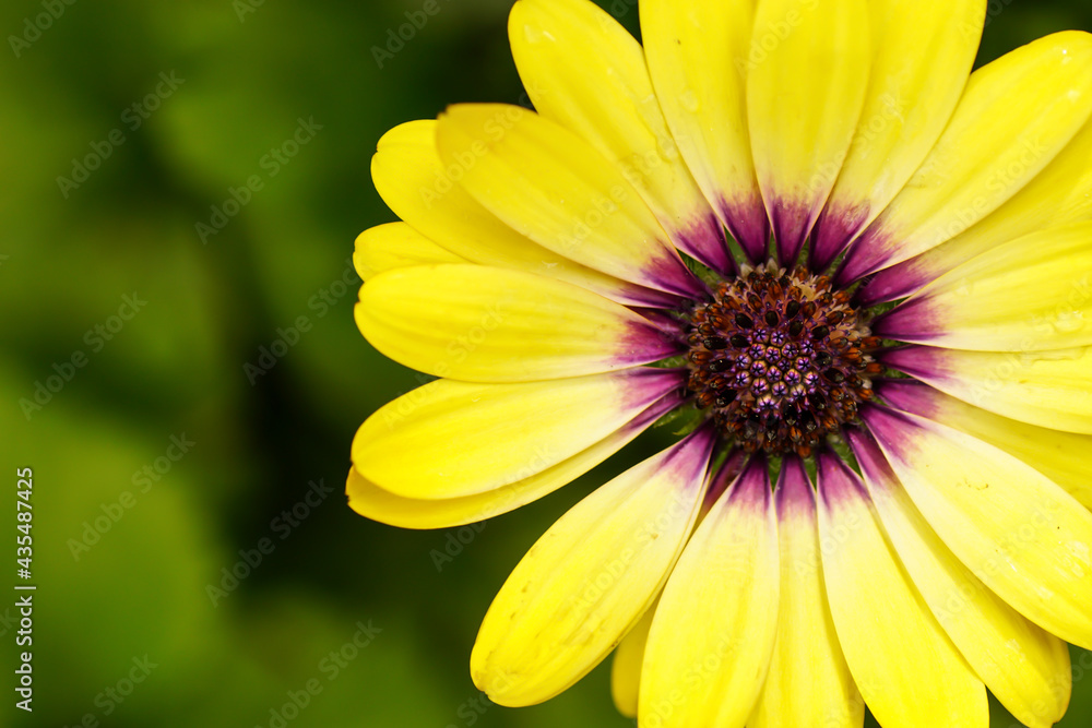 Obraz premium Blume