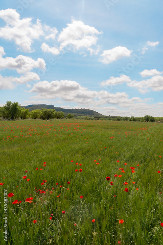 A field of red poppies inside a green field of wheat and the background is a blue sky with some white clouds. © Marco