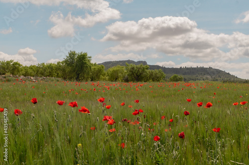 A field of red poppies inside a green field of wheat and the background is a blue sky with some white clouds.