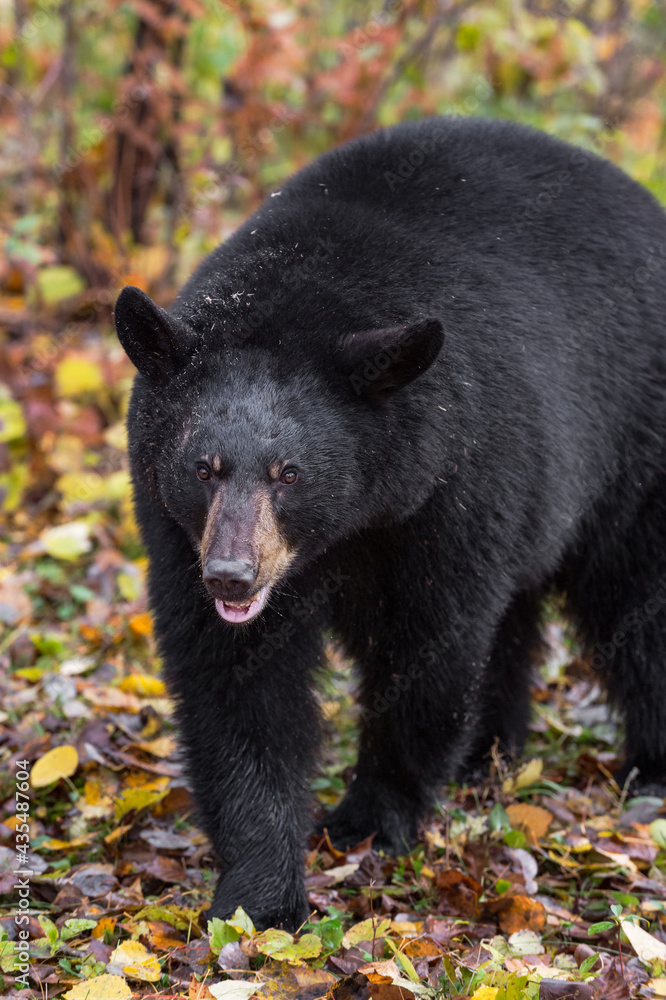 Fototapeta premium Black Bear (Ursus americanus) Saunters Forward Autumn