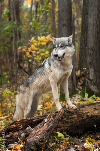 Grey Wolf (Canis lupus) Paws Up on Log Looks Down to Left Autumn