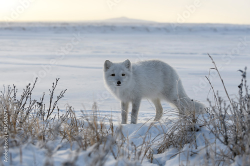 Arctic fox in Siberian tundra in winter time.