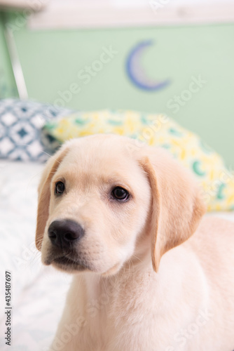 Fototapeta Naklejka Na Ścianę i Meble -  Precioso cachorro de Labrador Retriever