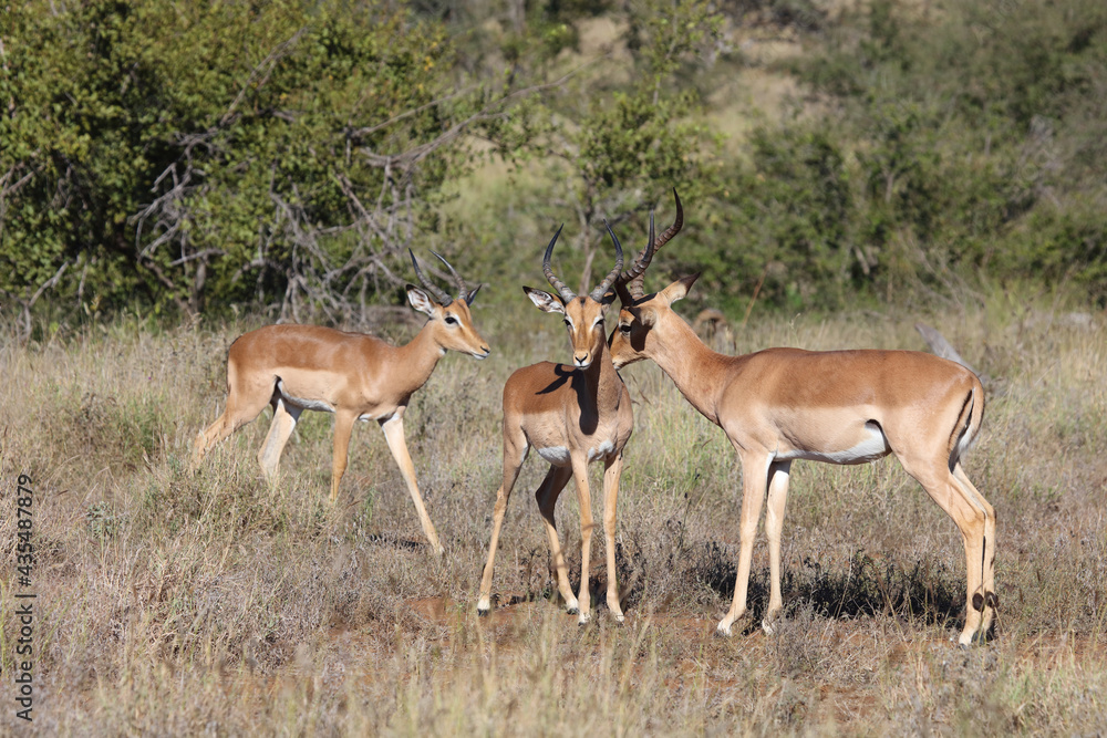 Schwarzfersenantilope / Impala / Aepyceros melampus