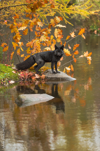 Silver Fox (Vulpes vulpes) Stares Out From Rock Reflected Autumn
