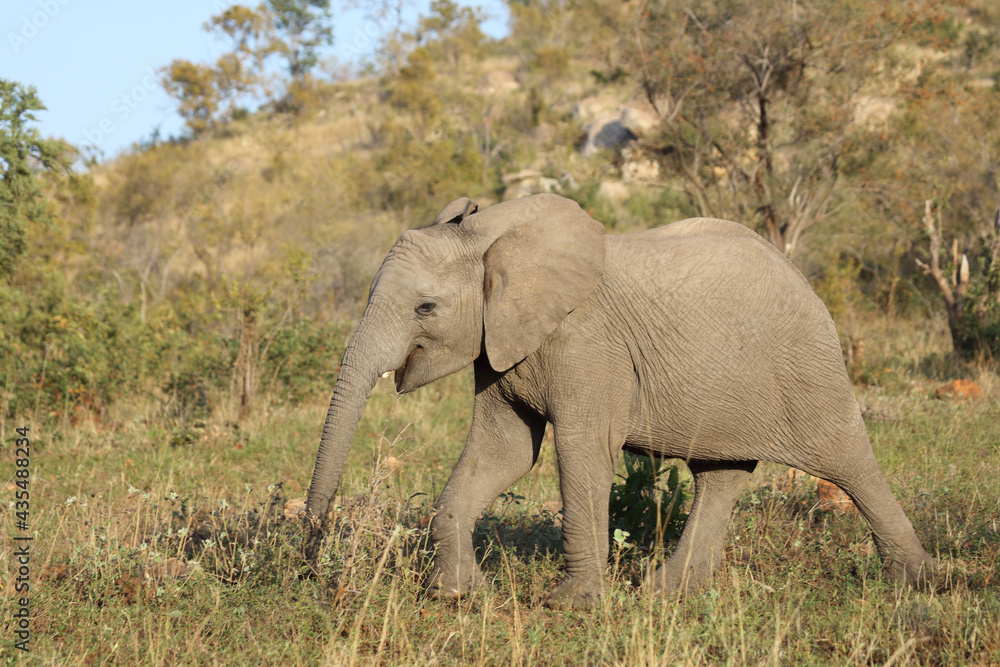 Fototapeta premium Afrikanischer Elefant / African elephant / Loxodonta africana.