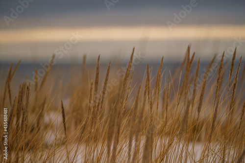 dry bents on the sea shore in late winter