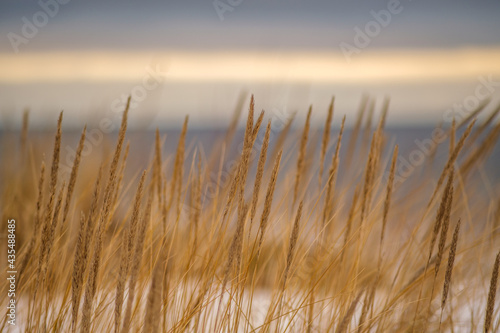 dry bents on the sea shore in late winter