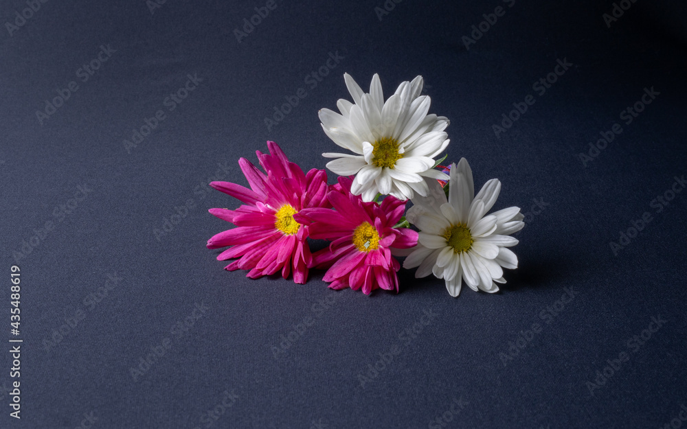 Obraz premium Four flowers, two white and two pink with yellow center on a dark black background with a light from left to right with a free space for writing. Allusion to boyfriends, mothers and friendship.