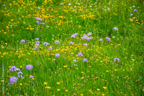 field of dandelions © vardan
