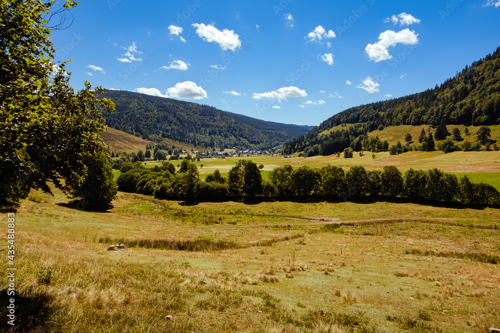 A landscape with pastures, trees and hills in the High Black Forest in summer near the village of Menzenschwand, Baden-Württemberg, Germany A landscape with pastures, trees and hills in the High Black Forest in summer near the village of Menzenschwand, Baden-Württemberg, Germany