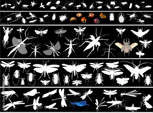 many insect silhouettes isolated on black