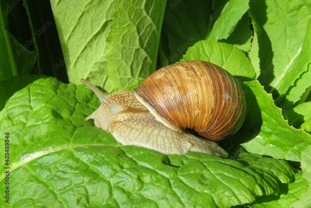 Beautiful brown snail on plant in the garden, closeup Beautiful brown snail on plant in the garden, closeup