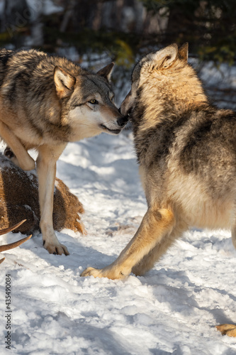 Grey Wolf (Canis lupus) Sniffs at Recoiling Packmate Winter © hkuchera