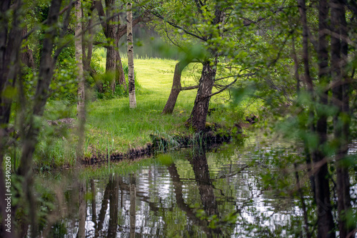 Photography trees in the forest, nacka, sverige, sweden, stockholm