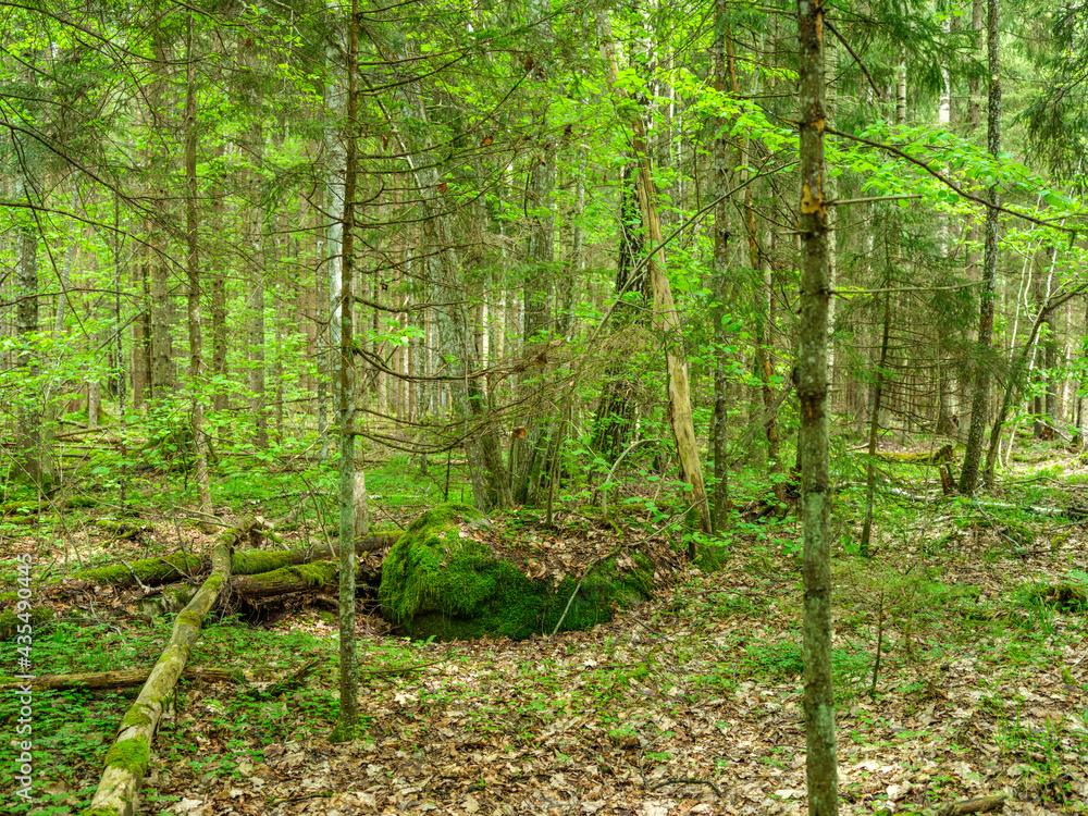 green summer forest with wet leaves and moss covered stones green summer forest with wet leaves and moss covered stones