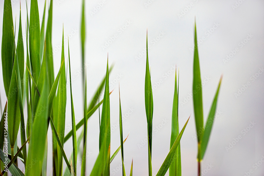 Naklejka premium green grass isolated on white, nacka, sverige, sweden, stockholm