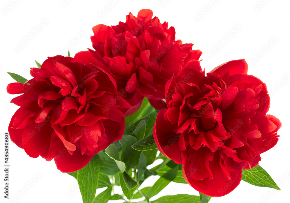 Bouquet of red peony flowers isolated on a white background. Selective focus. Bouquet of red peony flowers isolated on a white background. Selective focus.