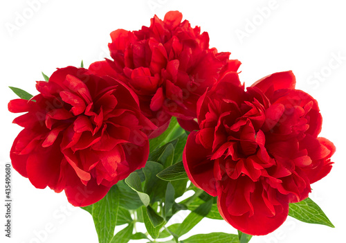 Bouquet of red peony flowers isolated on a white background. Selective focus.