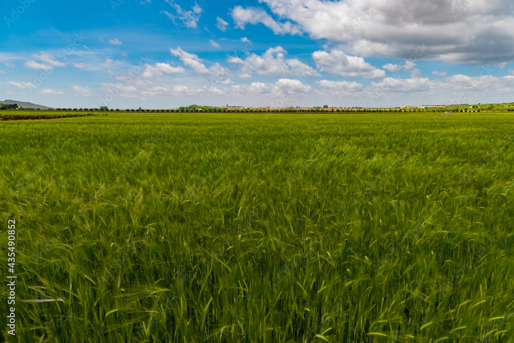 a green field of wheat with a blue sky and some white clouds and some edifications in the background a green field of wheat with a blue sky and some white clouds and some edifications in the background