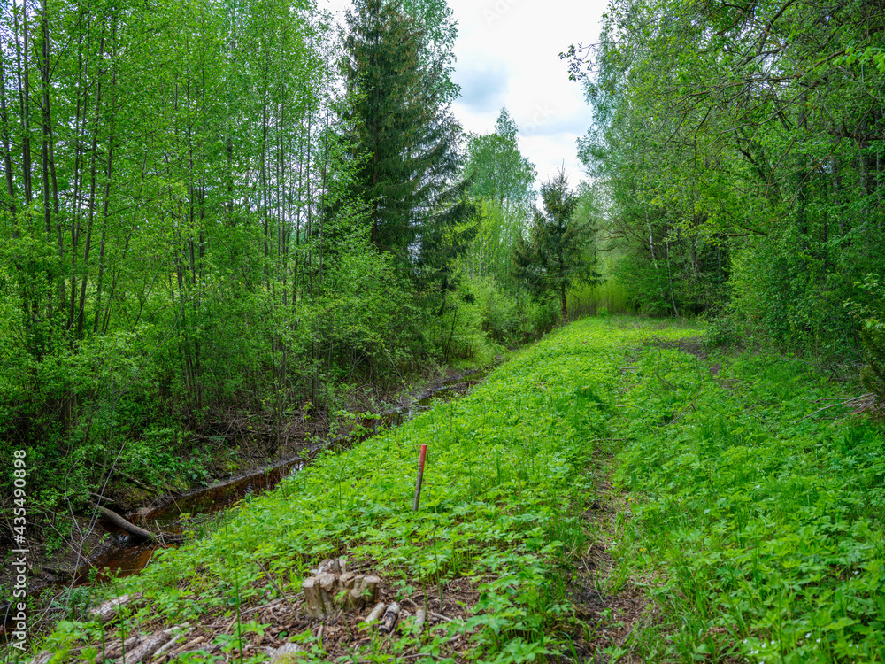 green summer forest with wet leaves and moss covered stones
