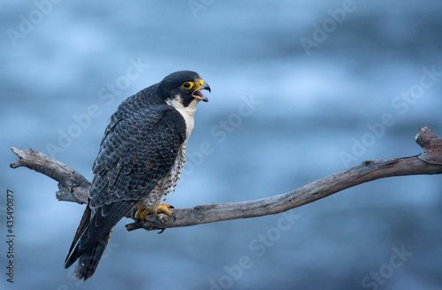 Peregrine falcon at sunrise vocalizing over the pacific ocean at San Pedro CA