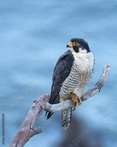 Peregrine falcon looking over its territory on the pacific ocean near San Pedro, CA