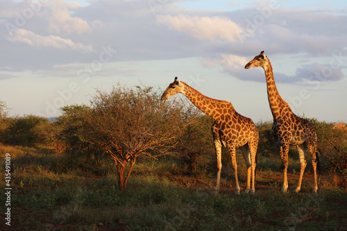 Photography Giraffe / Giraffe / Giraffa camelopardalis