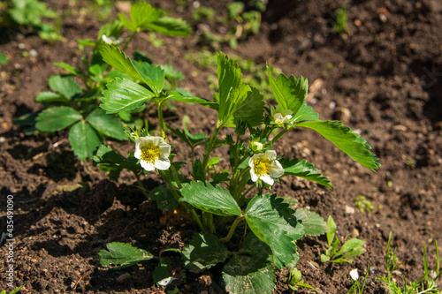 Blooming strawberries in my garden