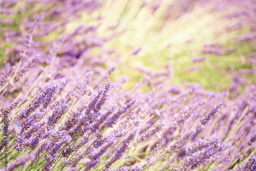 Fototapeta premium Lavender flower stems on green