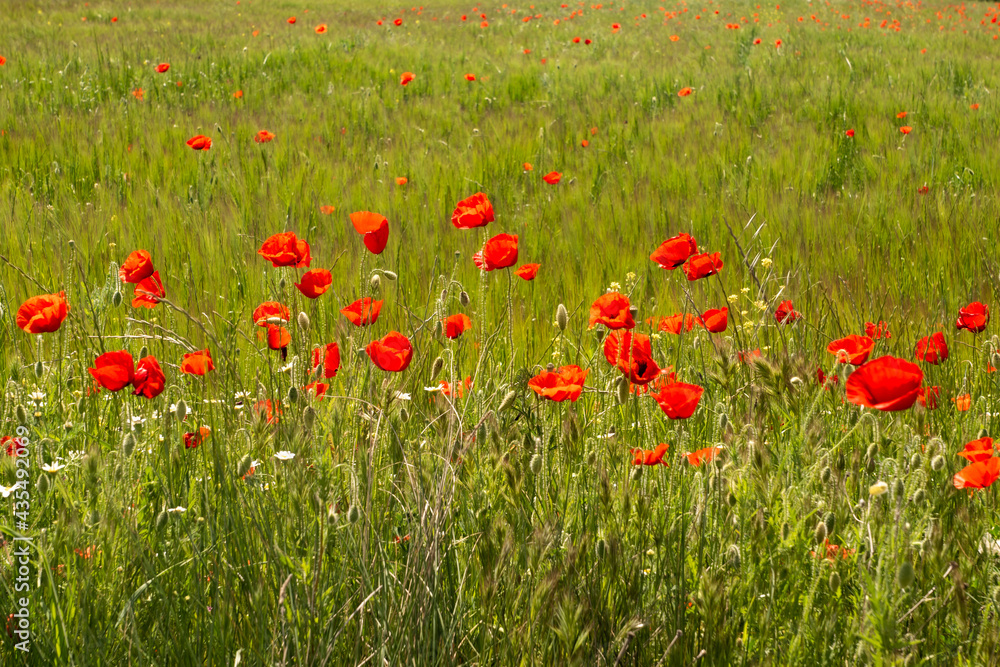 A field of red poppies in a field of green wheat