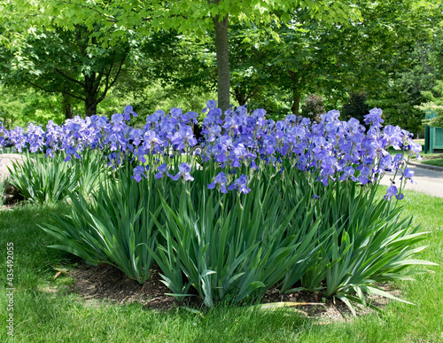 Blue Bearded Iris Garden Bed in Park photo