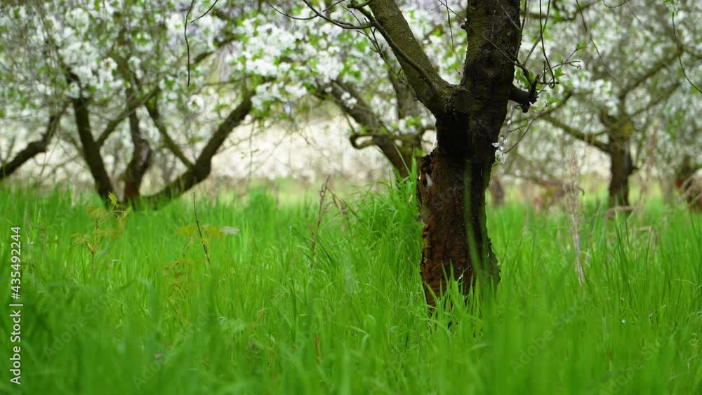 Trunk of an old fruit tree and white petals falling into the ground. Tall grasses around and out of focus blossoming sour cherry trees. Unattended orchard finishing flowering. Trunk of an old fruit tree and white petals falling into the ground. Tall grasses around and out of focus blossoming sour cherry trees. Unattended orchard finishing flowering.