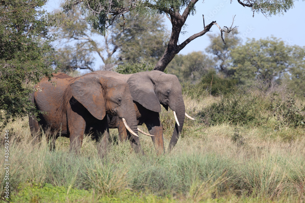Afrikanischer Elefant / African elephant / Loxodonta africana Afrikanischer Elefant / African elephant / Loxodonta africana