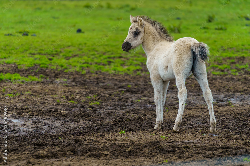 Obraz premium Junges Wildpferd auf der Weide