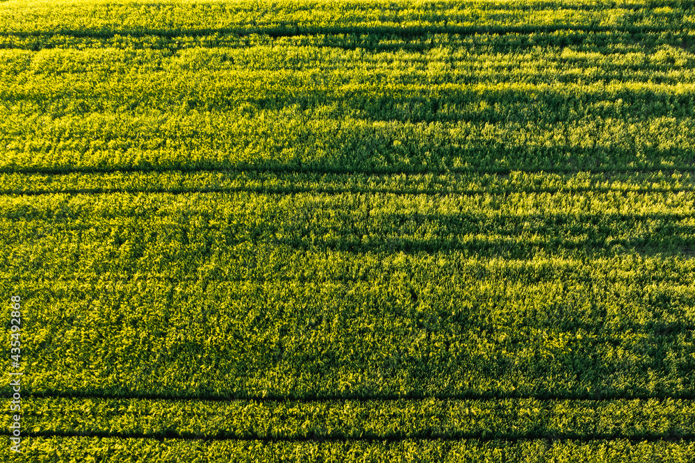 Green field in rural area. Landscape of agricultural cereal fields. Green field in rural area. Landscape of agricultural cereal fields.