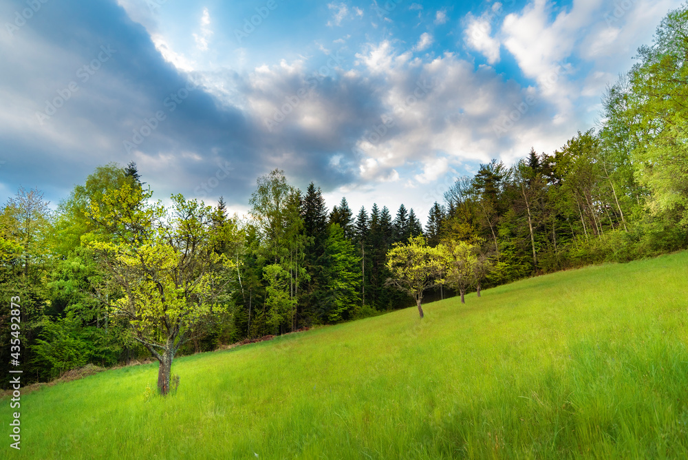 Fototapeta premium landscape with trees and blue sky