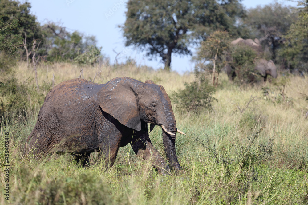 Fototapeta premium Afrikanischer Elefant / African elephant / Loxodonta africana...