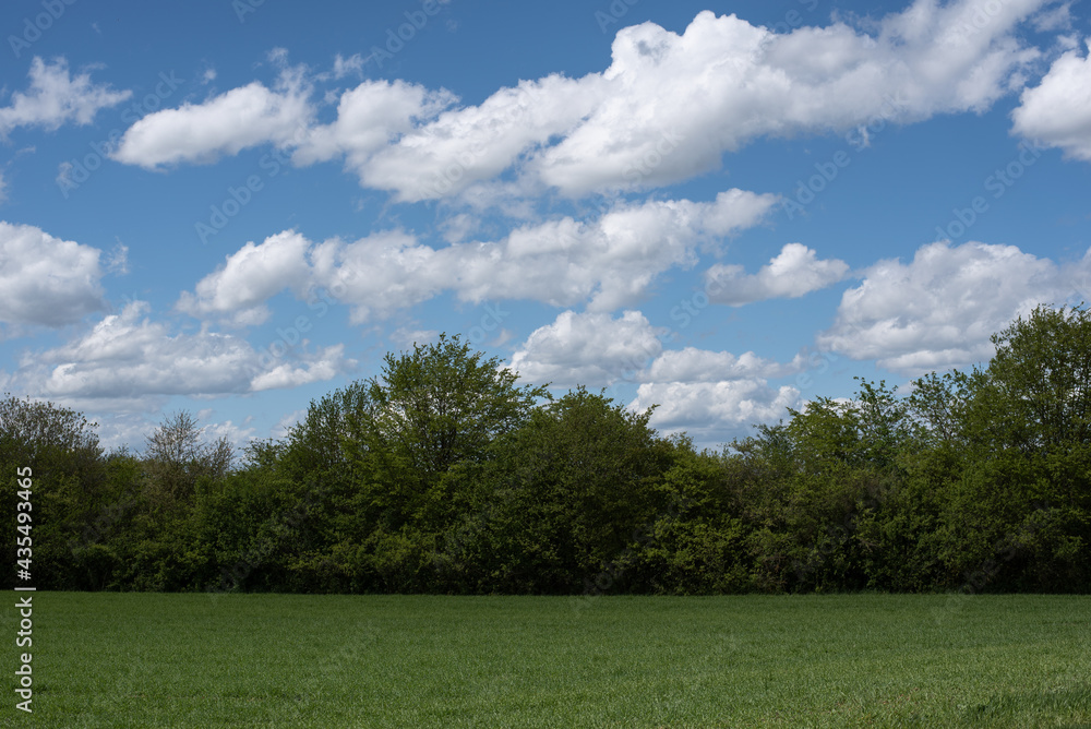 green trees at the edge of a wheat field green trees at the edge of a wheat field