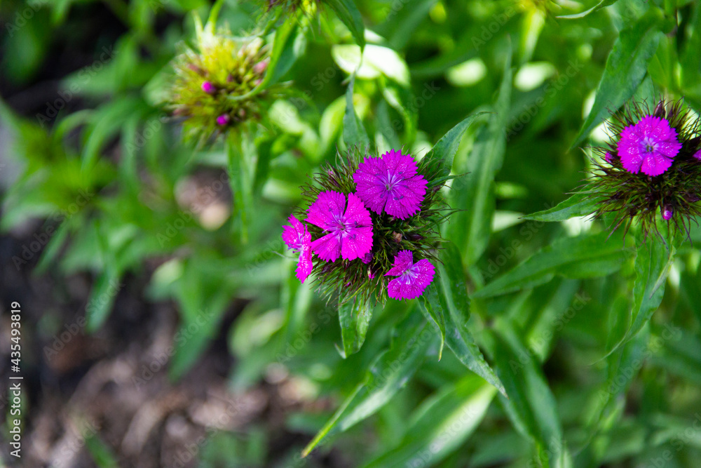 pink beautiful little flowers not fully open in spring pink beautiful little flowers not fully open in spring