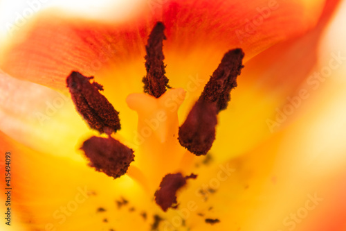 Tulip stamen and pistil macro photo