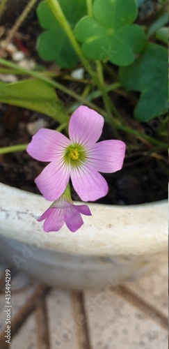 flor silvestre